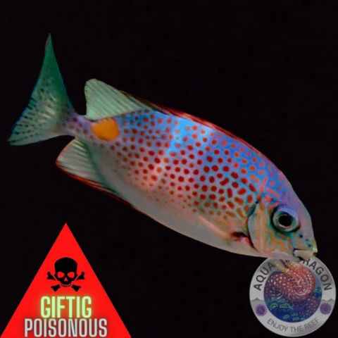Siganus guttatus „Kaninchenfisch“ M