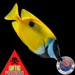 Siganus unimaculatus „Fuchsgesicht“ M