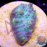 Echinophyllia spp. „Sky High“ AD Special