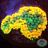 Ricordea florida „Shyne“ WYSIWYG „AD Special“