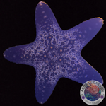 Pentaceraster regulus „Noppen Seestern“