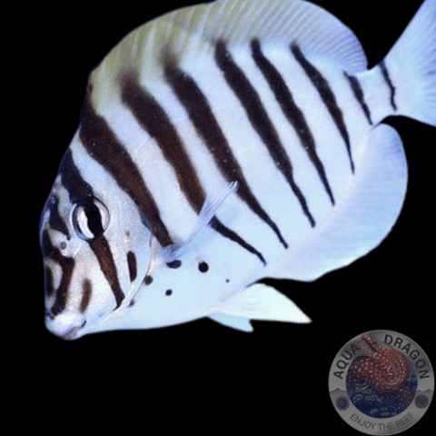 Acanthurus polyzona „Schwarzstreifen Doktorfisch“
