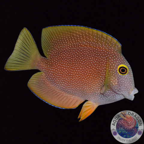 Ctenochaetus truncatus „Indischer Goldringdoktor“ S