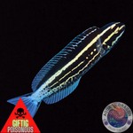 Meiacanthus kamoharai „Schleimfisch“ Nachzucht