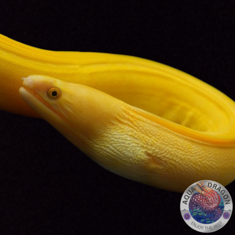 Gymnothorax miliaris „Banana Eel“