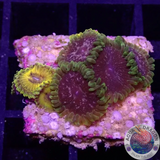 Krustenanemonen „Soprano & Thermosphere“ WYSIWYG „AD Special“