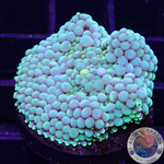 Ricordea florida „Sea Foam“ WYSIWYG „AD Special“