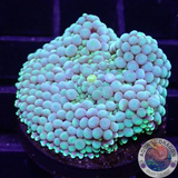 Ricordea florida „Sea Foam“ WYSIWYG „AD Special“