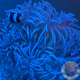 Macrodactyla doreensis „Purple” XL