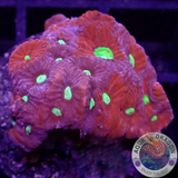 Favites spp. „Supreme Warrior“ AD Special