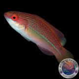 Cirrhilabrus temminckii „Temmincks-Lippfisch“ weiblich