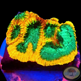 Favia spp. „Yellow Submarine“ WYSIWYG