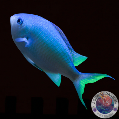 Chromis viridis „Blau-Grünes Schwalbenschwänzchen“