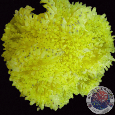 Radianthus crispa „Yellow“