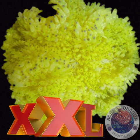 Radianthus crispa „Yellow“ XXL