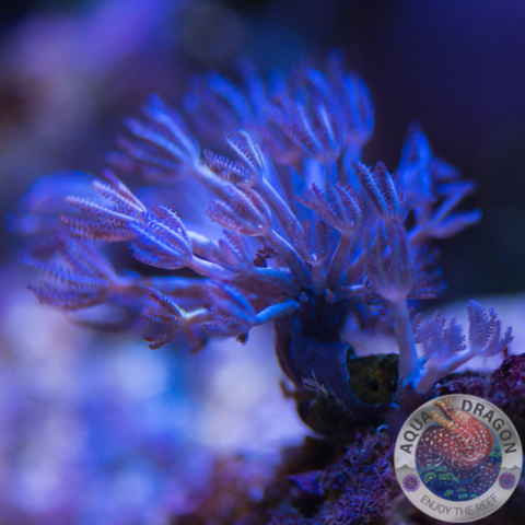 Xenia spp.