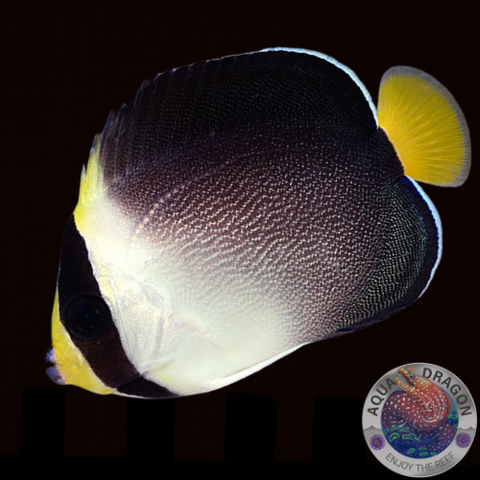 Chaetodontoplus mesoleucus „Mond-Samtkaiserfisch“