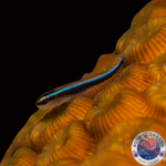 Elacatinus oceanops „Putzergrundel“ Nachzucht
