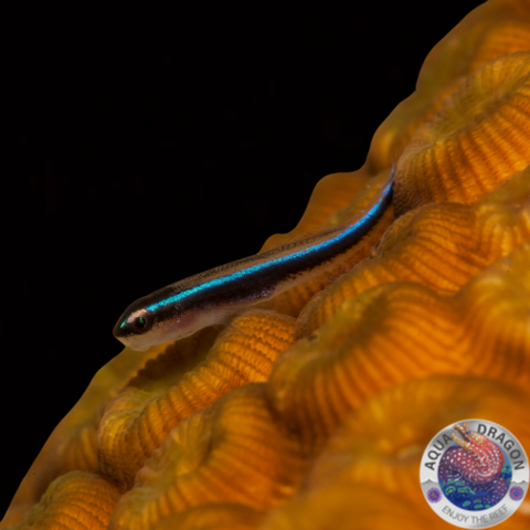 Elacatinus oceanops „Putzergrundel“ Nachzucht