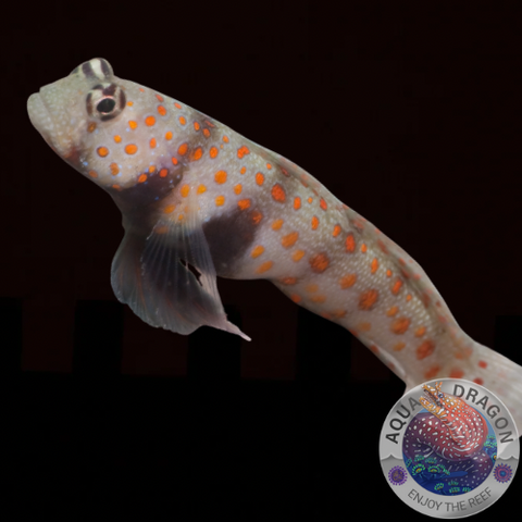 Amblyeleotris guttata „Partner-Grundel“