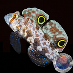 Signigobius biocellatus „Krabbenaugengrundel“