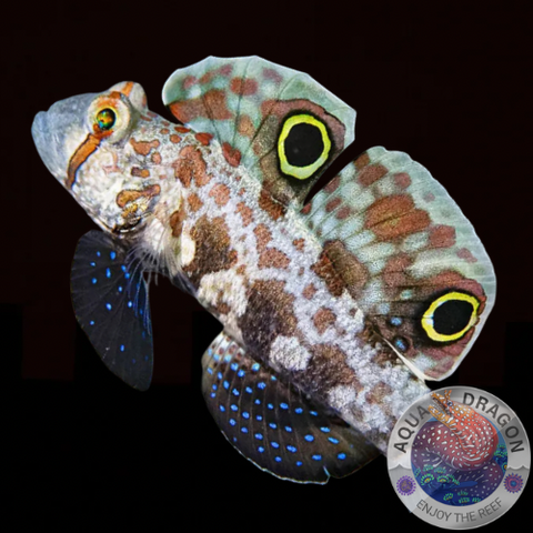 Signigobius biocellatus „Krabbenaugengrundel“