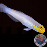 Valenciennea strigata „Goldstirn-Schläfergrundel“ Paar