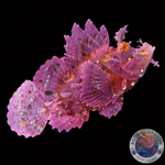 Rhinopias frondosa "Tentakel-Schluckspecht" Purple