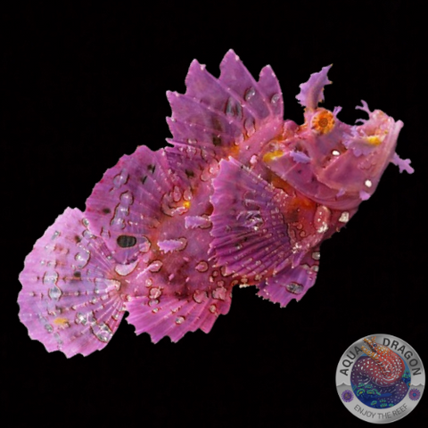 Rhinopias frondosa "Tentakel-Schluckspecht" Purple