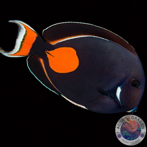 Acanthurus achilles "Achilles - Doktor"