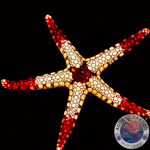 Fromia monilis “Perl-Seestern”