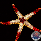 Fromia monilis “Perl-Seestern”