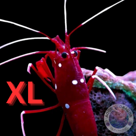 Lysmata debelius „Kardinalsgarnele“ XL