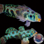 Synchiropus picturatus „LSD Mandarin-Fisch“ Paar