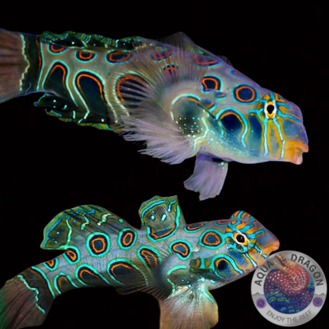 Synchiropus picturatus „LSD Mandarin-Fisch“ Paar