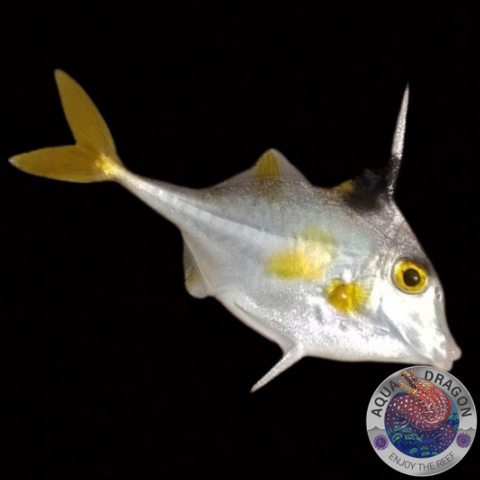 Tripodichthys blochii „Dreistachler“