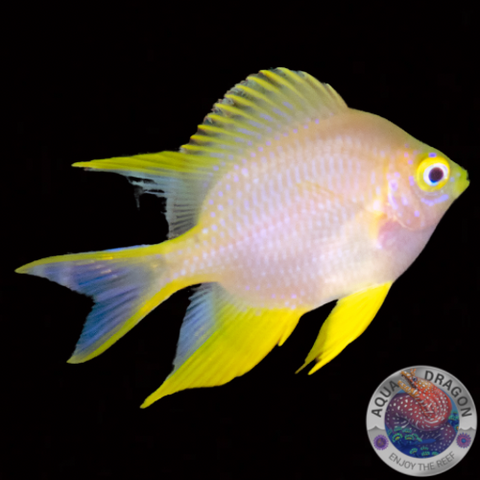 Amblyglyphidodon ternatensis „Gold Demoiselle“