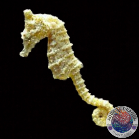 Hippocampus zosterae „Zwergseepferdchen“ Nachzucht