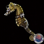 Hippocampus erectus „Seepferdchen“ Nachzucht