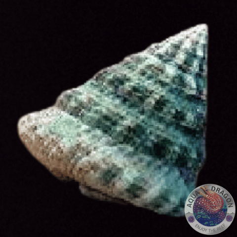 Tectus fenestratus „Fenster-Kreiselschnecke“