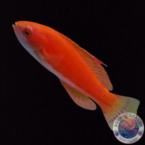 Paracheilinus carpenteri “Carpenters Zwerglippfisch” weiblich