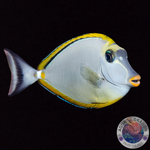 Naso lituratus „Kuhkopf- Doktorfisch“ S