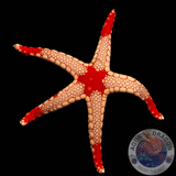 Fromia monilis “Perl-Seestern”