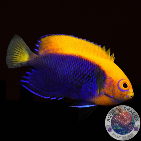 Centropyge acanthops „Orangerücken-Zwergkaiserfisch“