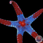 Fromia monilis “Perl-Seestern”