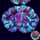 Trachyphyllia spp. „Ink Tracy“ WYSIWYG