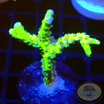 Anacropora spp. “Green Goblin” AD Special