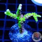 Anacropora spp. “Green Goblin” AD Special