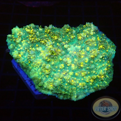 Echinophyllia spp. „Interstellar“ WYSIWYG „AD Special“