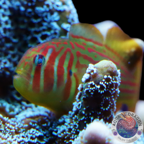 Gobiodon histrio „Blaupunkt-Korallengrundel“